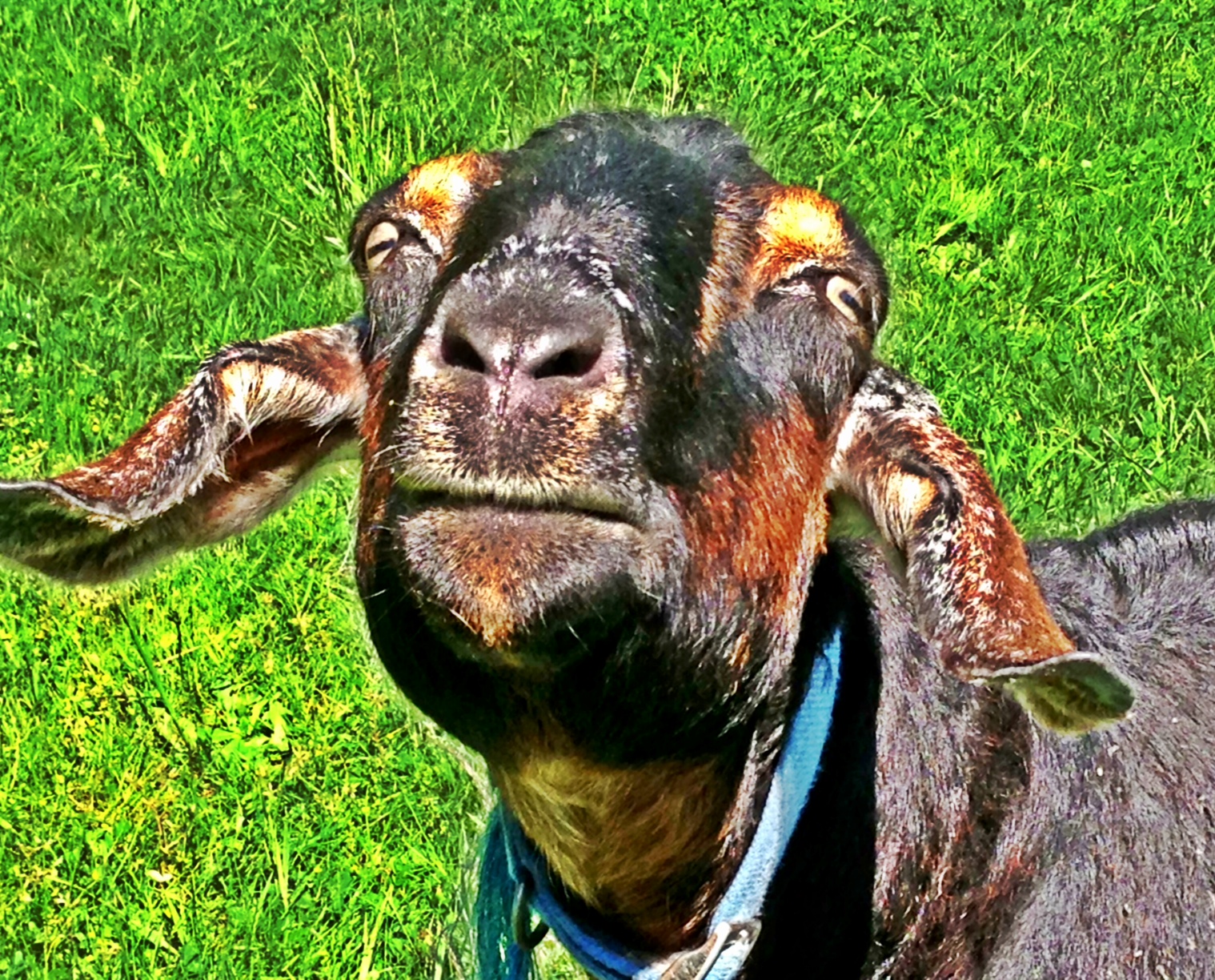 Earl, my inquisitive goat buddy!
